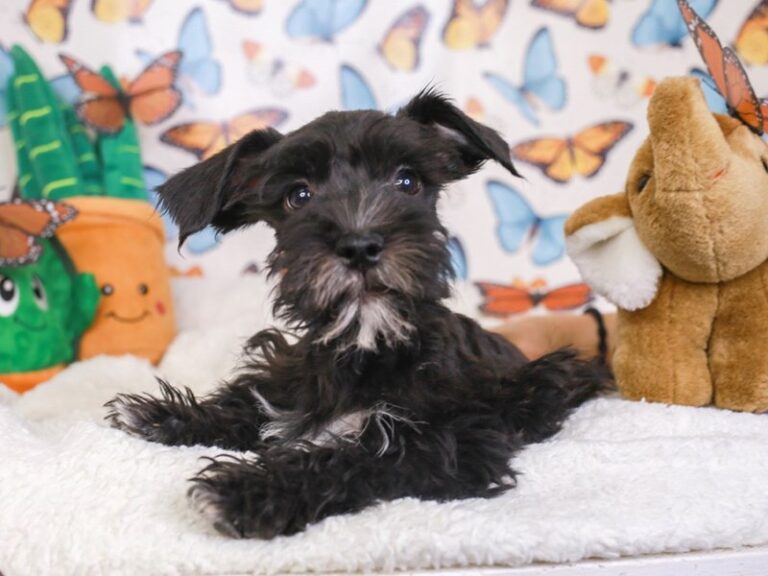 Mini Schnauzer