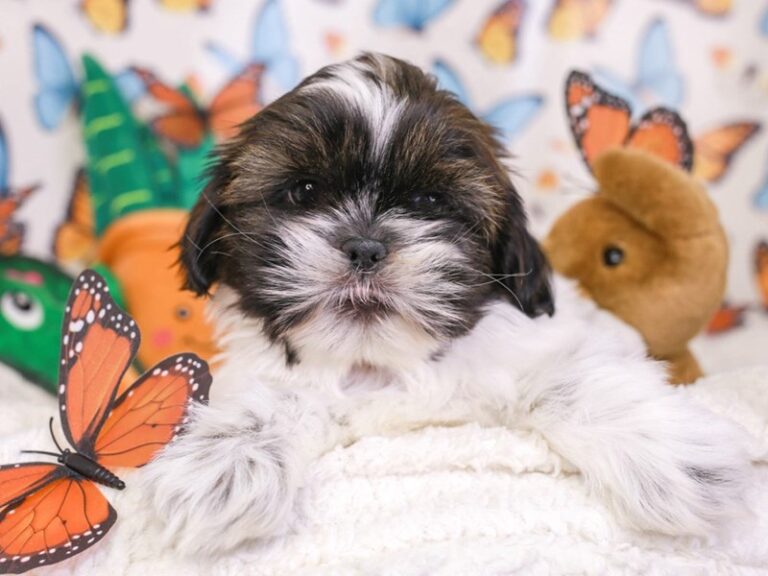Shih Tzu