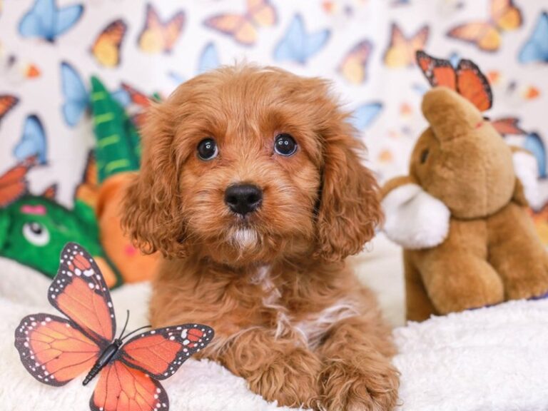 Cavapoo