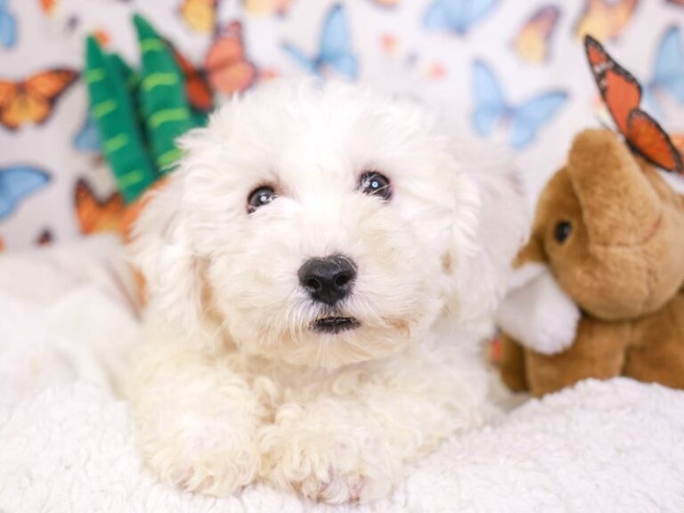 Bichon Frise