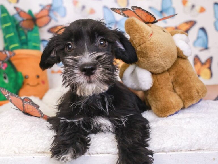 Mini Schnauzer