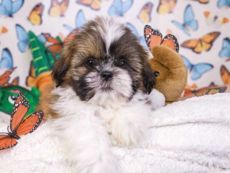 Shih Tzu