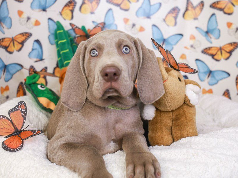 Weimaraner-Male-Silver Gray-3557659-Animal Kingdom | Puppies N Love