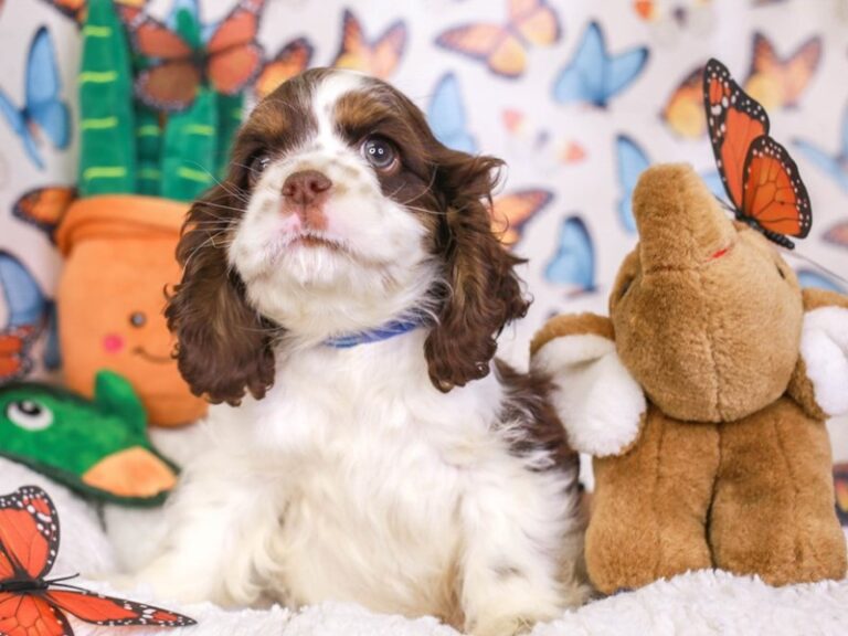 Cocker Spaniel