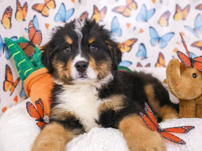Bernese Mountain Dog