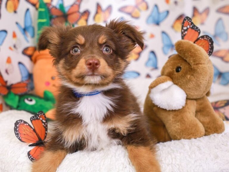 Mini Aussie