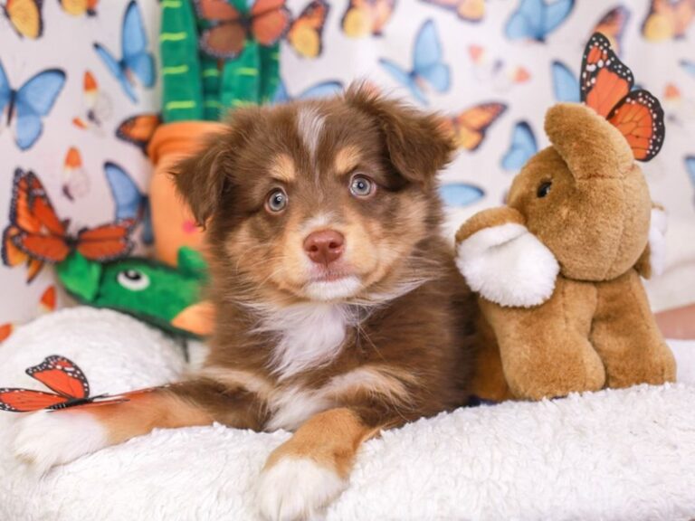 Mini Aussie