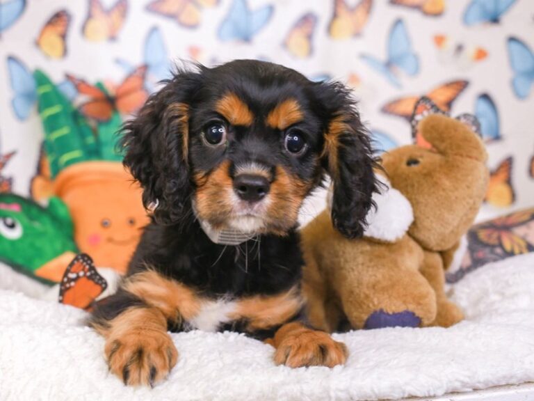 Cavalier King Charles Spaniel