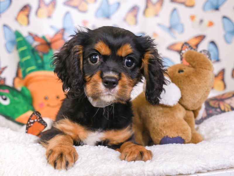 Cavalier King Charles Spaniel-Male-BLK TAN-3642975-Animal Kingdom | Puppies N Love