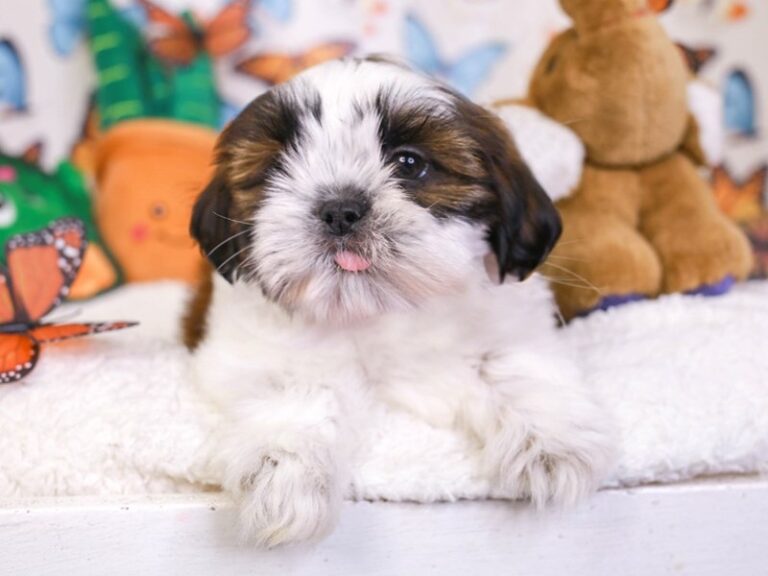 Shih Tzu