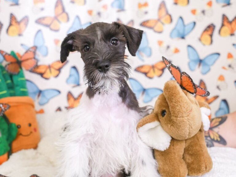 Mini Schnauzer