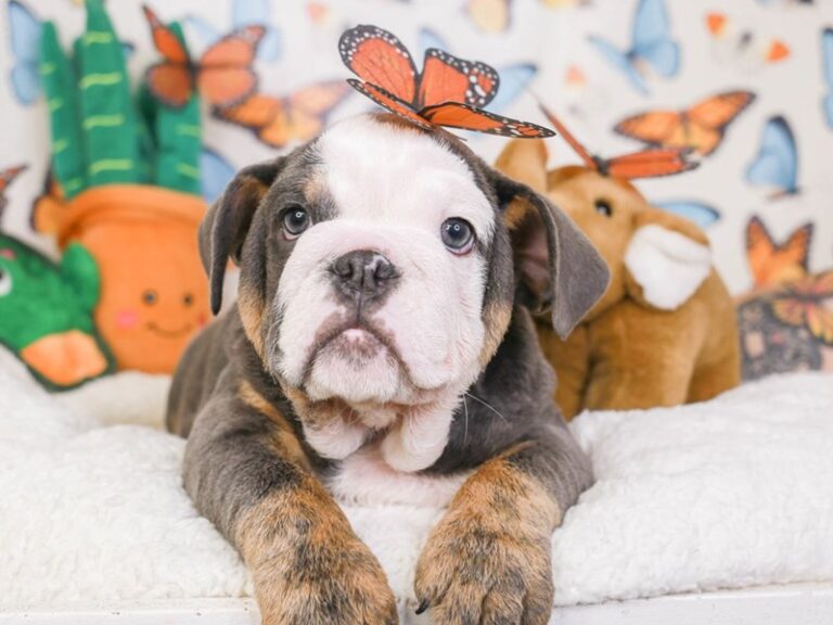 English Bulldog