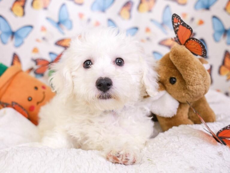 Bichon Frise