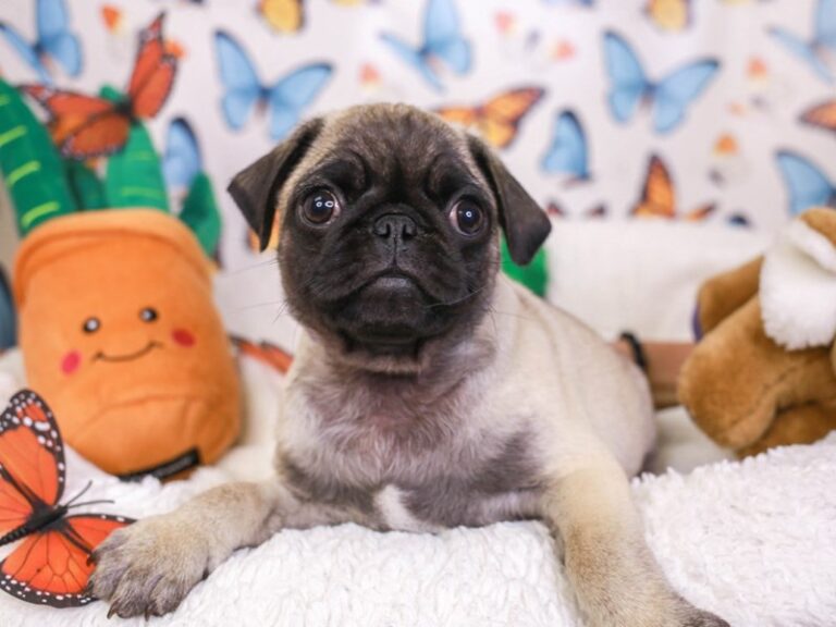 Pug
