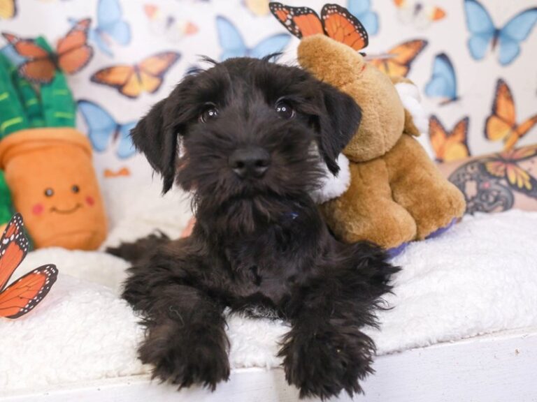 Mini Schnauzer