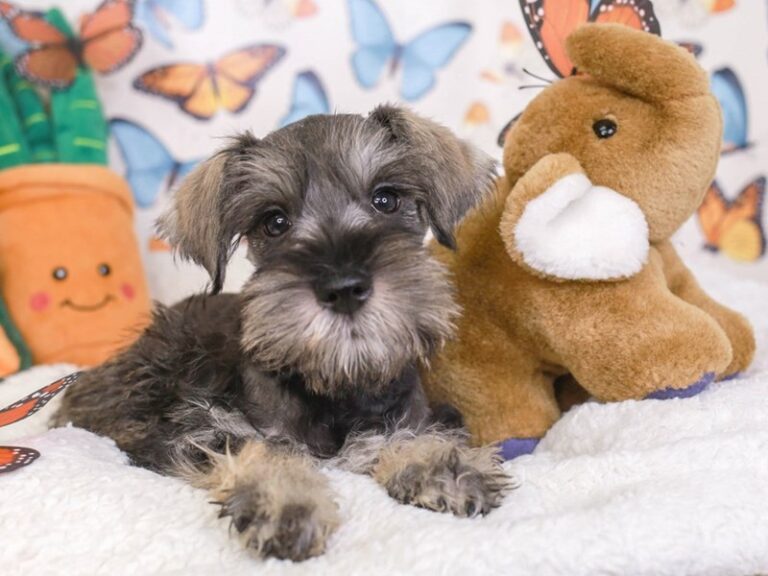 Mini Schnauzer
