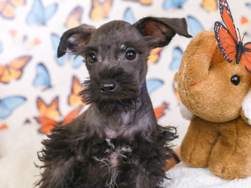 Mini Schnauzer-Male-Blk-3642716-Animal Kingdom | Puppies N Love