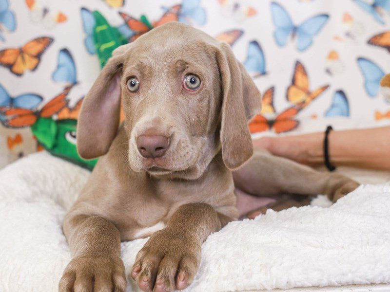 Weimaraner-Female-Silver Gray-3557663-Animal Kingdom | Puppies N Love