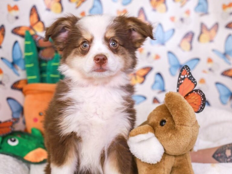 Mini Aussie