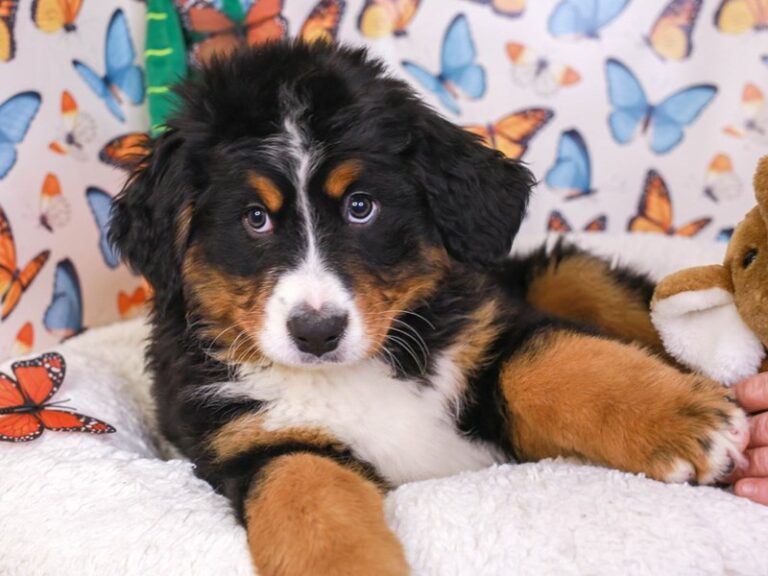 Bernese Mountain Dog