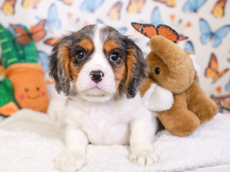 Cavalier King Charles Spaniel