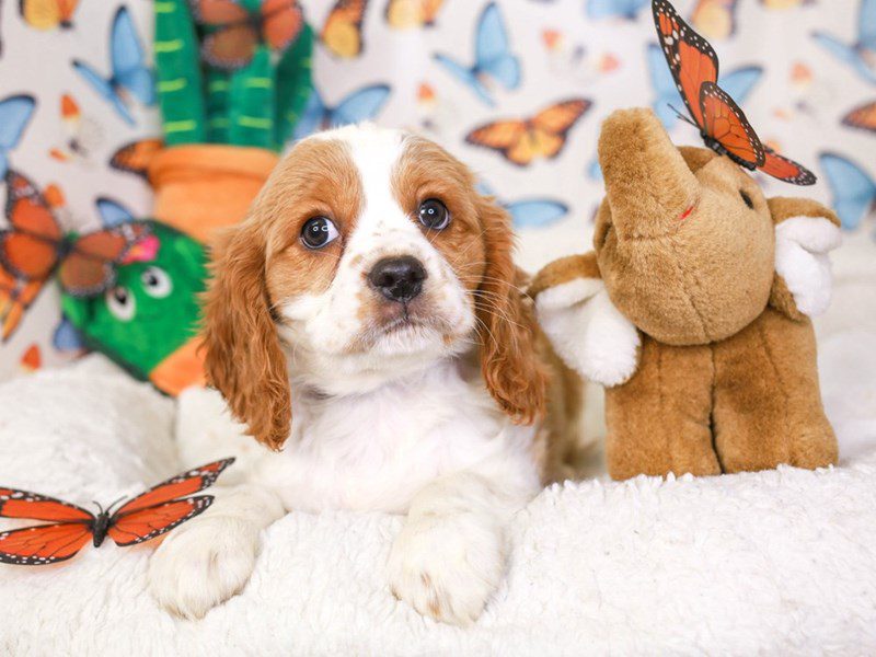 Beaglier-Male-Red and White-3641672-Animal Kingdom | Puppies N Love