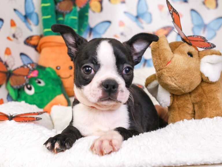 Boston Terrier