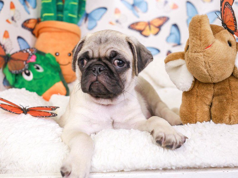 Pug-Male-Fawn-3641612-Animal Kingdom | Puppies N Love