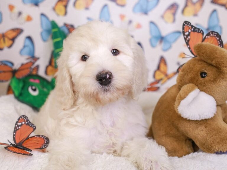 Goldendoodle