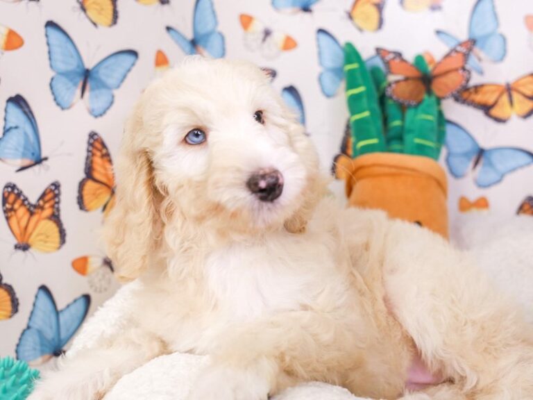 Goldendoodle