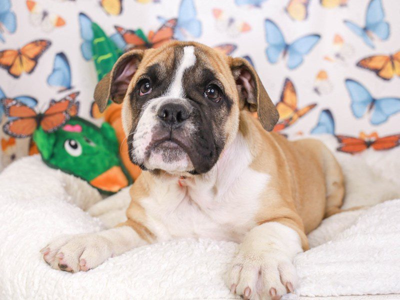 English Bulldog-Female-Red & Wh-3642849-Animal Kingdom | Puppies N Love