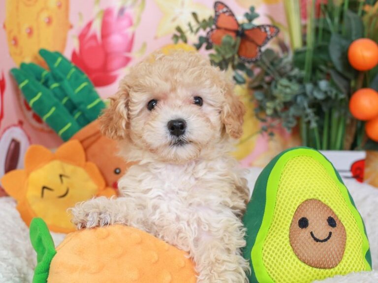 Poochon