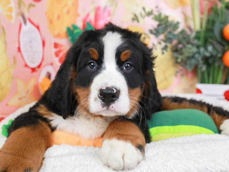 Bernese Mountain Dog-Female-Blk, Rst & Wh-3653042-Animal Kingdom | Puppies N Love