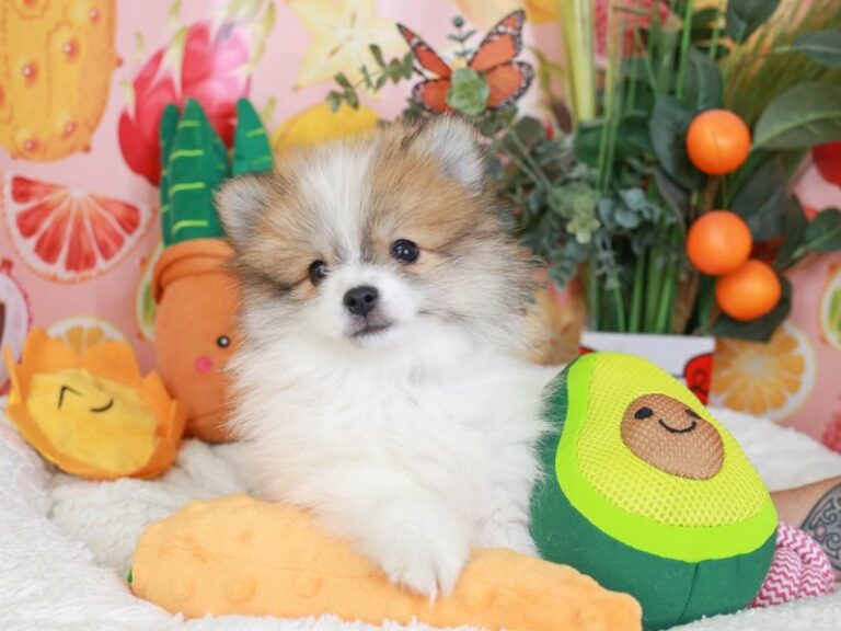 Pomeranian