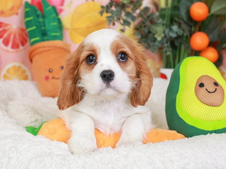 Cavalier King Charles