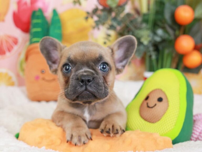 French Bulldog