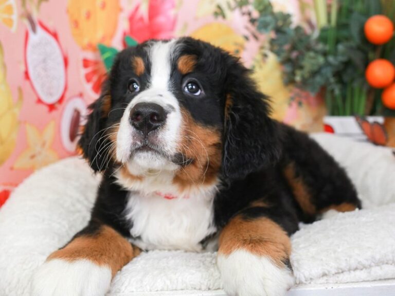 Bernese Mountain Dog