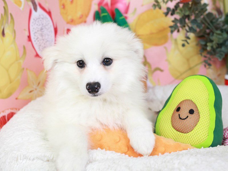 American Eskimo-Male-WH-3653168-Animal Kingdom | Puppies N Love