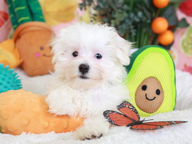 Maltese-Male-wh-3653085-Animal Kingdom | Puppies N Love