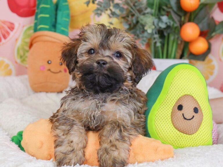 Havanese