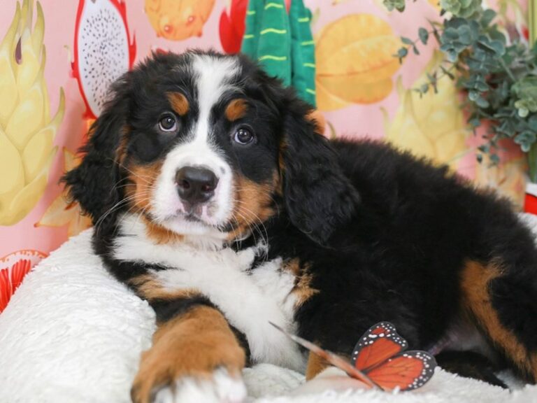 Bernese Mountain Dog
