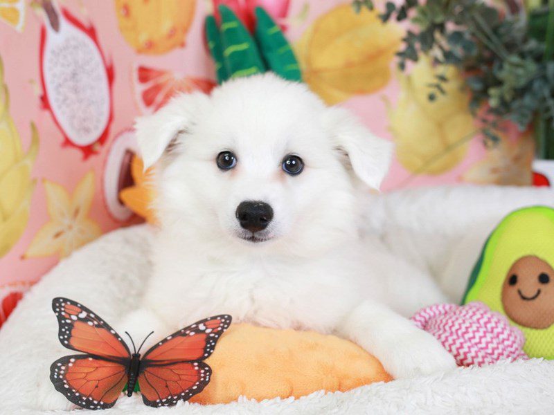 American Eskimo-Male-WH-3653169-Animal Kingdom | Puppies N Love