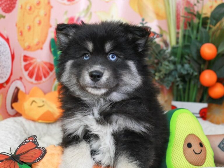 Pomsky