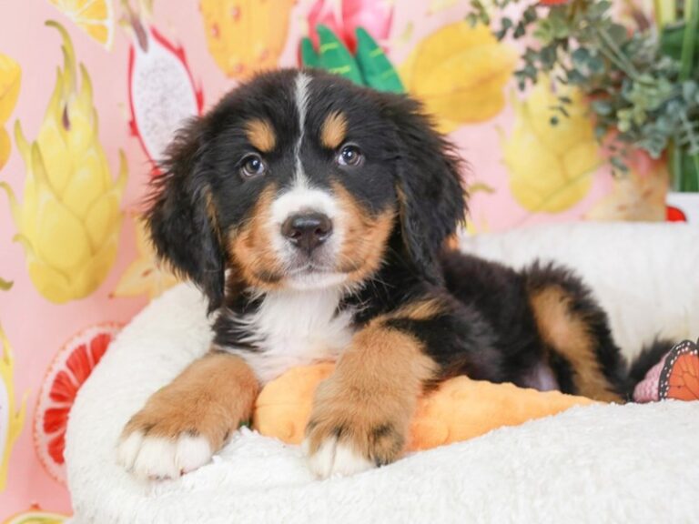 Bernese Mountain Dog