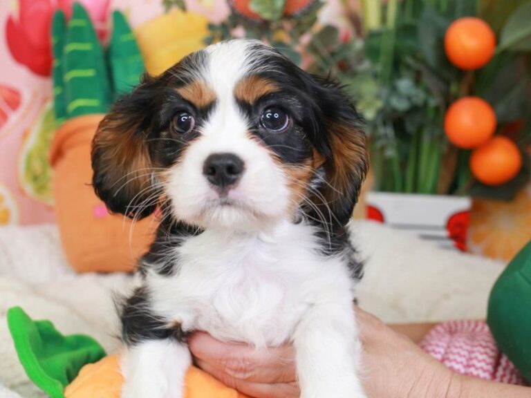 Cavalier King Charles