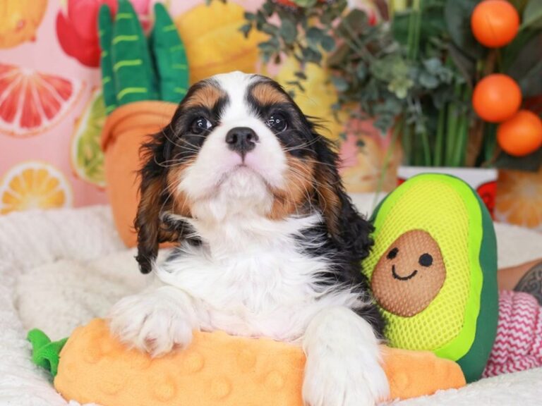 Cavalier King Charles