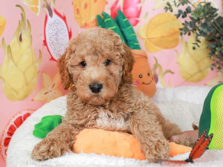 Mini Goldendoodle