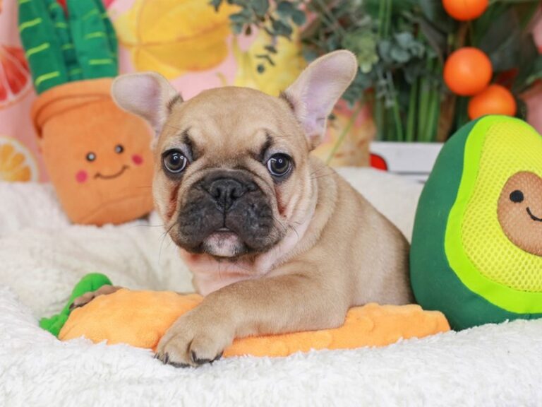 French Bulldog