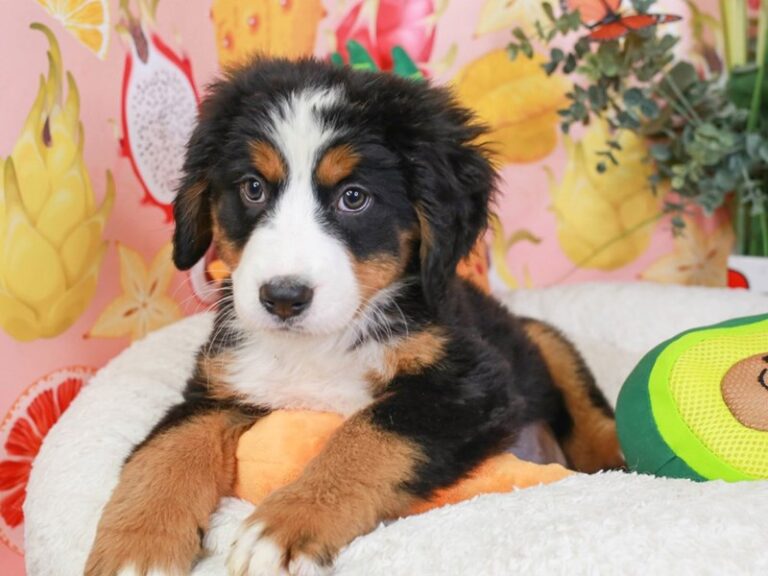 Bernese Mountain Dog