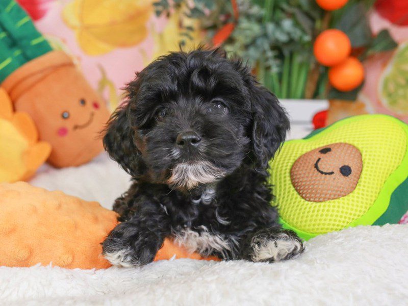 Cockapoo-Female-blk & wh-3652985-Animal Kingdom | Puppies N Love